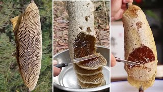 🐝 Wild Honey Harvesting Satisfying  Harvesting honey from giant Honeybee 2 [upl. by Falito]