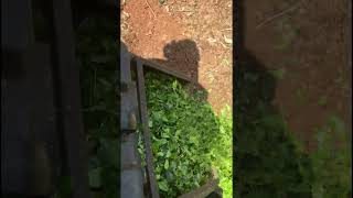 Queensland homestead gardening vege seed raising [upl. by Ocin]