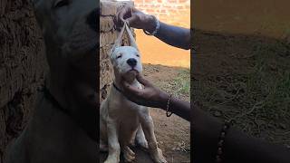 Dogo argentino puppy attitude 😒dogoargentino trending yourdog shortvideo yourpet [upl. by Acinyt]