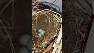 Society finch egg shortsvideo birds parrot [upl. by Dressel605]