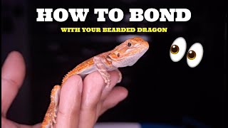 Best Ways To Bond With Your Bearded Dragon Best TIPS [upl. by Annel]