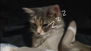 Miffy the cat afternoon routine [upl. by Jeaz]