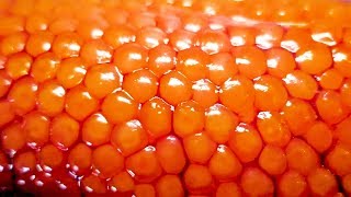 Salmon caviar  Japanese Street Food [upl. by Farrow754]