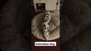 Arrival at home with our Dalmatian dog Hope in Gönningen dalmatians dalmatiner 11 April 2024 [upl. by Pownall78]