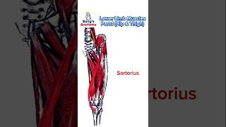 Lower Limb musclesPart1 anatomy bones art illustration muscle hamstrings drawing [upl. by Ahsinna]