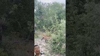 Greedy Leopard Catches an Entire Warthog Family wildlife animals krugernationalpark [upl. by Ytnom]