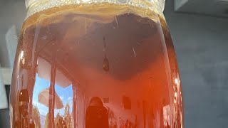 Kombucha Easy  Beginner Guide [upl. by Angeline440]