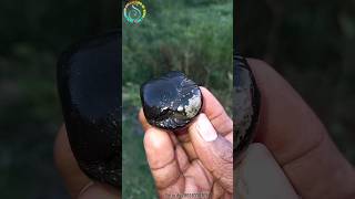 Shaligram  sri garud laxmi vishnu shaligram shila  gandaki shaligram shorts short shortsfeed [upl. by Arikaahs]