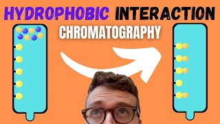 5 Steps of Hydrophobic Interaction Chromatography HIC [upl. by Rihat]