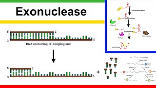 exonuclease [upl. by Lada]