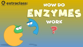 How do enzymes work  Biology  Extraclasscom [upl. by Ttej562]