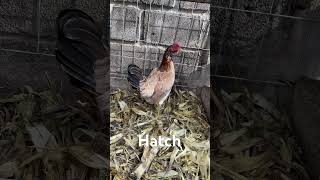 Gallina hatch [upl. by Netsruk]