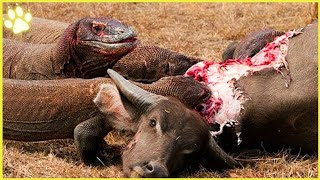 Top 10 Komodo Dragon Attacks on Wild Animals [upl. by Okubo364]