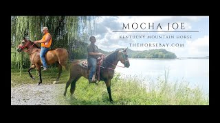 quotMeet Mocha Joequot Buckskin Kentucky Mountain Gelding For Sale GaitedTrail [upl. by Ahsatsan621]