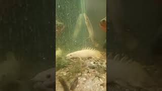 Albino Bichir eating Nightcrawler bloodworm food review mukbang [upl. by Yellas718]