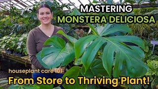 How To Shop amp Care For MONSTERA DELICIOSA  Plant Care Light Repot Soil Water Houseplant Care 101 [upl. by Nerrej10]