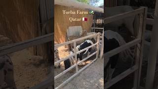 Torba Farm 🚜 Qatar 😍 [upl. by Letnohs]