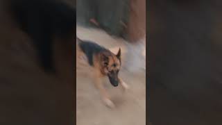 JARMAN SAFAD DOG😍🤗dog jarmansafeddog dogs shortsvideo share youtube love song movieshots 🤗 [upl. by Idalla]