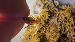 Feeding My Orange Baboon Tarantula its So Quick See For Yourself [upl. by Sydney]