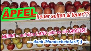 Äpfel dies Jahr teuer amp selten wegen Missernte Nö aufm Land kann man sie ja UMSONST pflücken [upl. by Burman369]