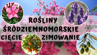 Rośliny śródziemnomorskie  jesienna pielęgnacja i przycinanie oraz zimowanie 🫒🍋 [upl. by Adali42]