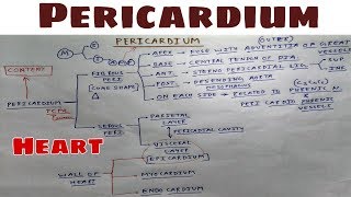 Pericardium  Part 1  Fibrous layer  Thorax Anatomy  TCML [upl. by Onitsirc394]