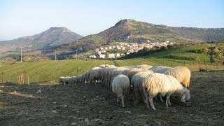 La Sardegna dei pastori il paesaggio della longevità [upl. by Nageam]