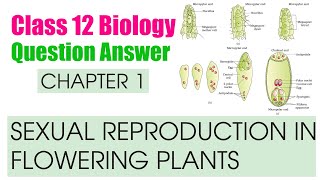 Chapter 1  Sexual Reproduction in Flowering Plants Question Answer  Class 12 NCERT Biology [upl. by Baldridge]