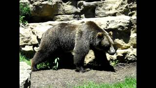 Ursus arctos horribilis —Гризлі  grizzly bear [upl. by Ydur454]