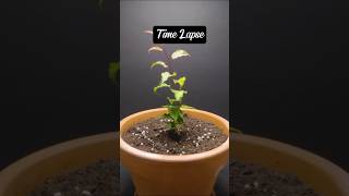 How To Grow Rare Fruits From Seed shorts plants fruit [upl. by Elamef]