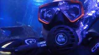 Shark Diving Experience at Skegness Aquarium [upl. by Yelwah]