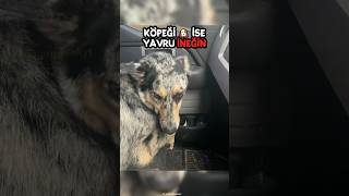 Yavru İnek Arabaya Binince Köpeği Duygulandı😳 [upl. by Tricia]