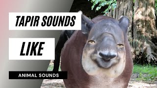 The Animal Sounds Tapir Sounds Like  Sound Effect  Animation [upl. by Jamin]