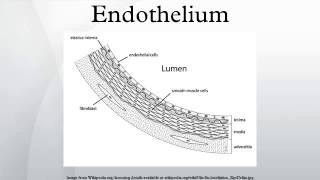 Endothelium [upl. by Atinat562]