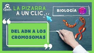 De ADN a Cromosomas organización compactación división celular  LA PIZARRA A UN CLIC BIOLOGÍA [upl. by Ycnay]