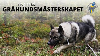 Prisutdelning från Svenska Gråhundsmästerskapet 2024 [upl. by Berry693]