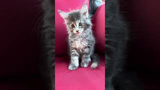 Coma Blue Tortoise Maine Coon Female Kitten Available Now  Purebred Kitties [upl. by Atnohsal]