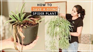 How to Save Drying Spider Plant सूखने से कैसे बचाए मूसली पौधे को  monthly hindi video [upl. by Nicko41]