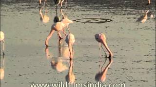 Flamingos searching for food in water [upl. by Grange]