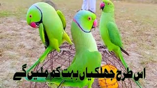 Ringneck parrot bohat khubsorat andaz me ik dusry k sat [upl. by Leaffar]