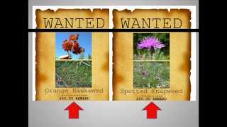 Invasive Plants You Should Know [upl. by Enram319]