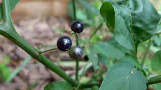 SOLANUM AMERICANUM solanaceae [upl. by Wandis892]