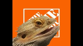 Bearded Dragon Bobbing to Home Depot Theme [upl. by Noramac897]