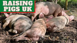 My first pigs are going to the slaughter house Raising pigs UK Grow your own food UK [upl. by Mmada964]