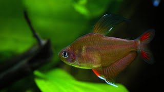 Rosy tetras Hyphessobrycon rosaceus spawning colors and behavior aquarium fish plantedtank [upl. by Brandais]