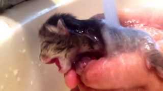 Newborn kitten bathing [upl. by Crowell]