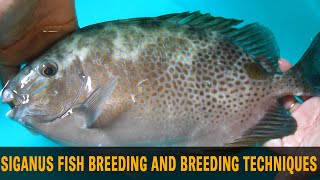 Siganus fish breeding and breeding techniques [upl. by Nicolea947]