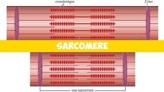 Sarcomere Physiology  In detail explaination [upl. by Tterab]