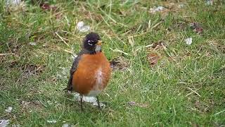 American Robin Courtship Display [upl. by Aleirbag]