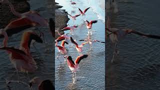 Flamingos Flying around the sea flamingo sea bird beautiful flying nature wildlife HA10553 [upl. by Annahc]